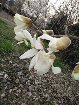 玉兰 白玉兰 花朵