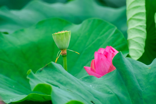 荷花