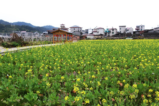 油菜花田