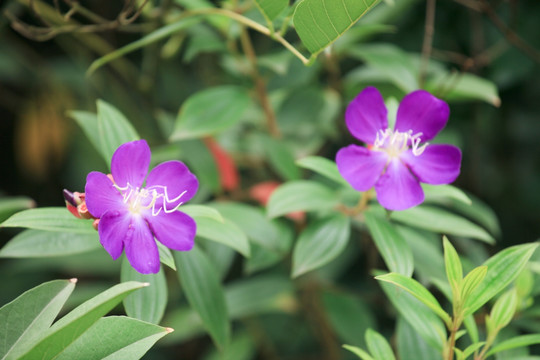 紫荆花