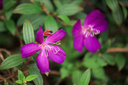 紫荆花