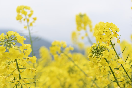 菜花黄