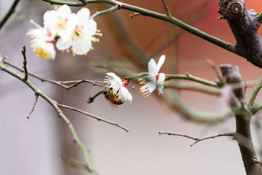 白梅与蜜蜂