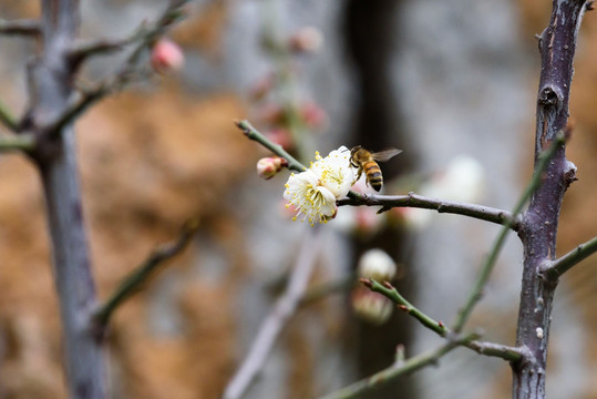 白梅与蜜蜂