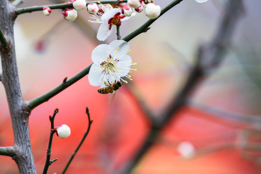 白梅与蜜蜂