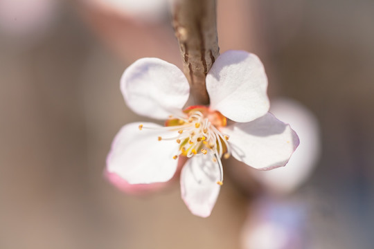 桃花