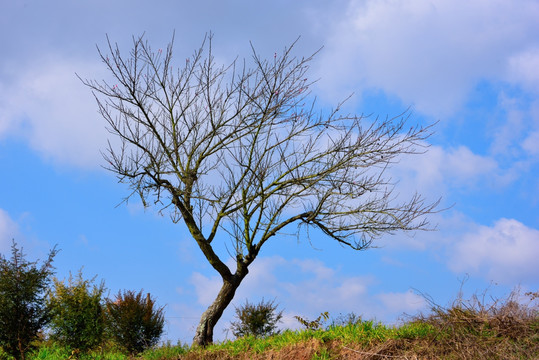 一颗桃树