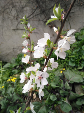 花草植物