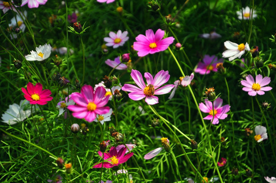 格桑花