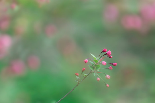 垂丝海棠