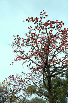 春天高大紅棉樹