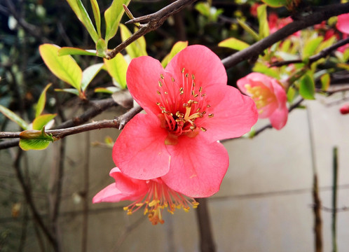 皱皮木瓜花 最美的花朵