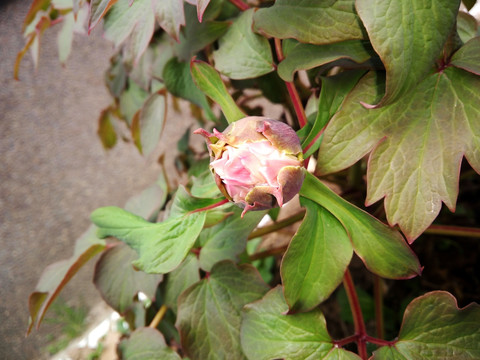 含苞待放的菊花 雏菊特写