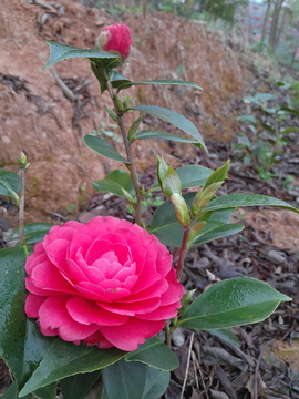 山茶花