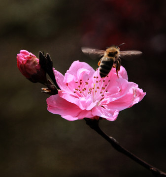 桃花