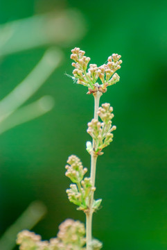 丁香花