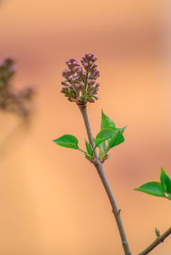 丁香花