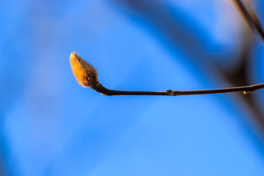 玉兰花