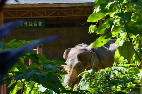 大象学校 大象学生宿舍