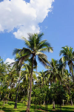 椰子林 棕榈树林