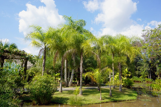 中科院版纳植物园 棕榈树