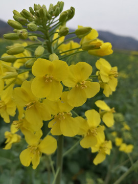 油菜花