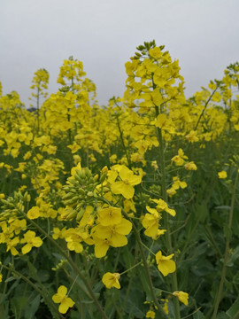 油菜花