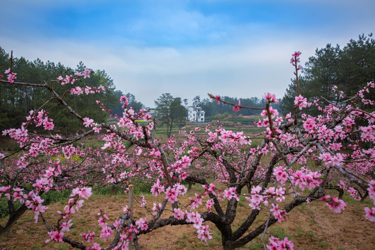 皖南桃花