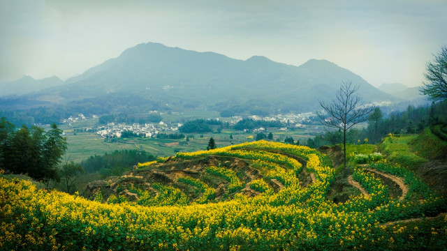 皖南油菜花风光