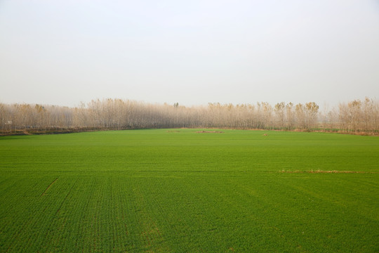 小麦地