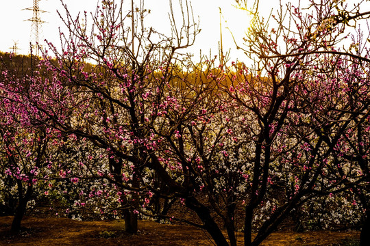 桃树梨树