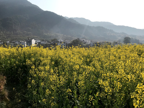 江西婺源江岭油菜花田花海