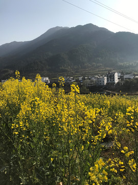 江西婺源江岭油菜花田花海