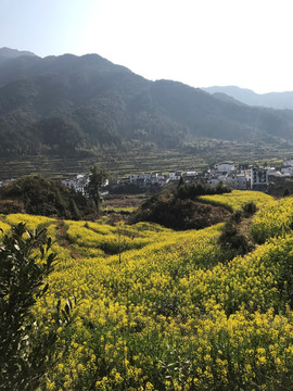 江西婺源江岭油菜花田花海