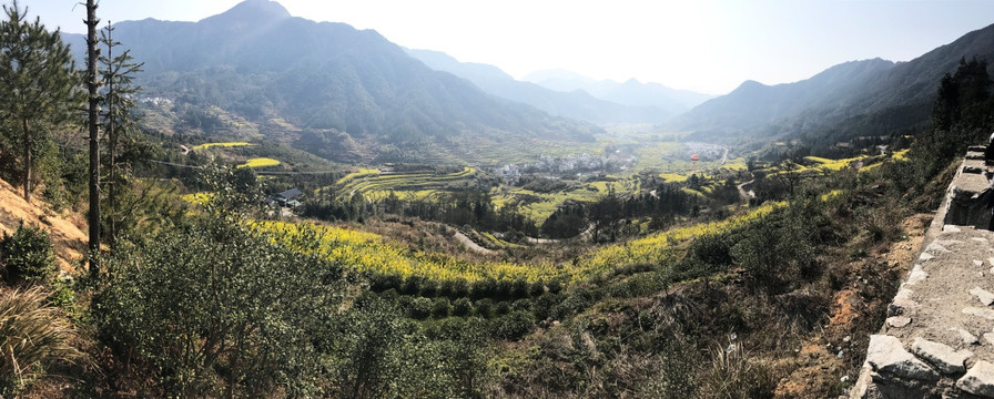 江西婺源江岭油菜花田花海全景