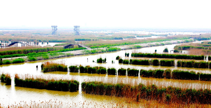 曹妃甸 草场 湿地 芦苇荡