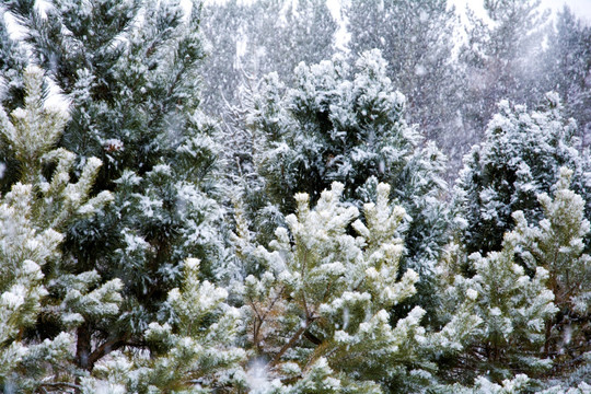 北方的春雪