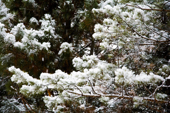 北方的春雪