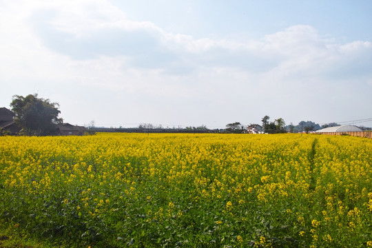 潼南油菜花