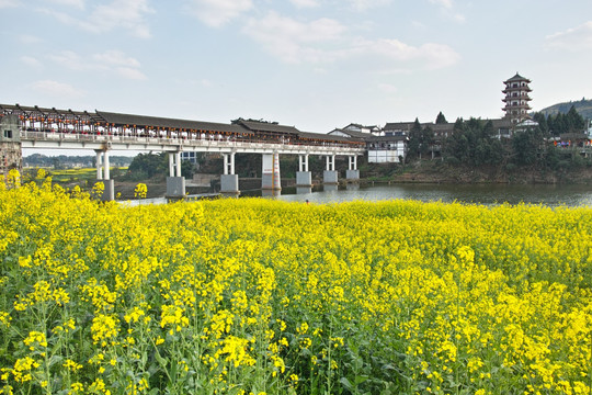 潼南油菜花