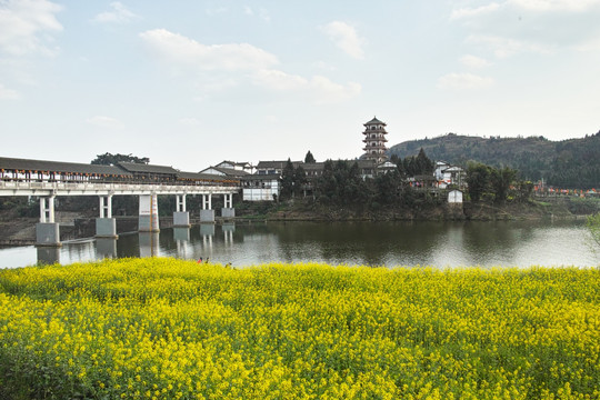 潼南油菜花