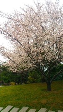 城市草地