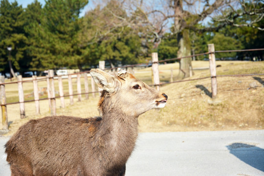奈良小鹿