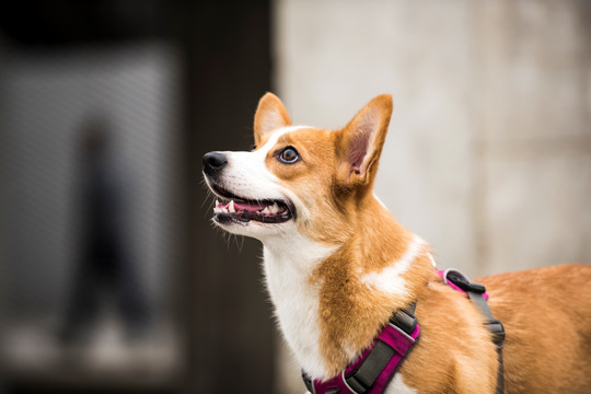 威尔士柯基犬