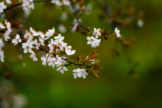 李花