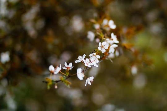 李花