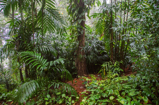 热带雨林场景