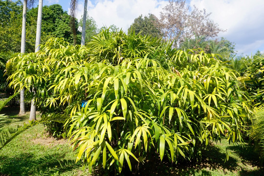 老挝棕竹 裂叶棕竹