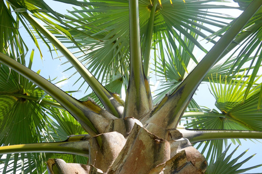 热带棕榈树素材 植物素材