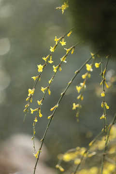 迎春花